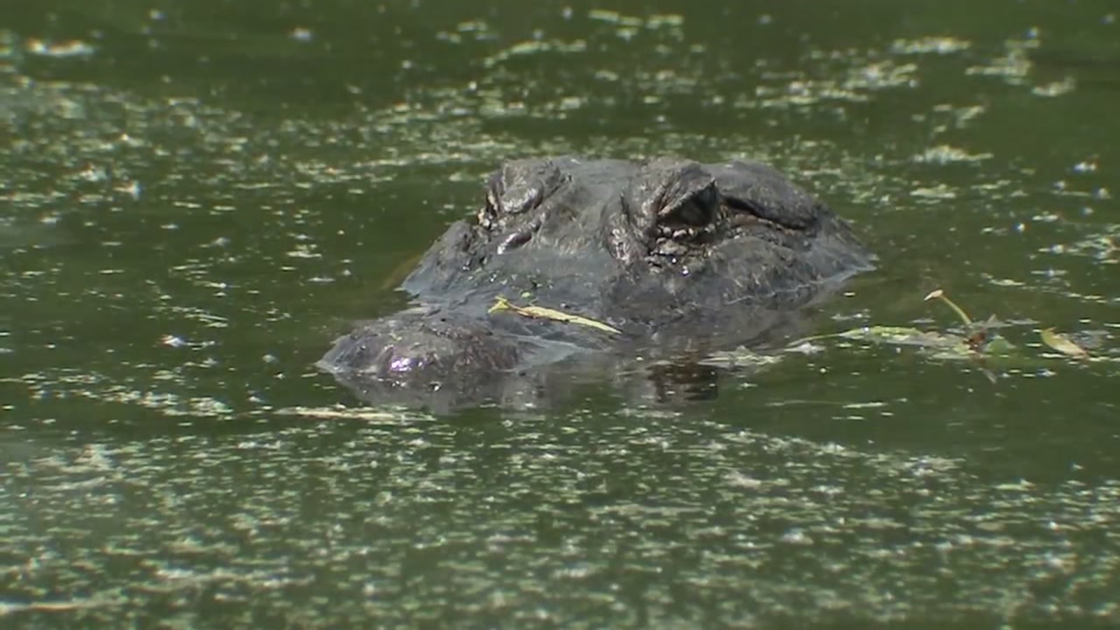 Alligators on the move for mating season ABC13 Houston